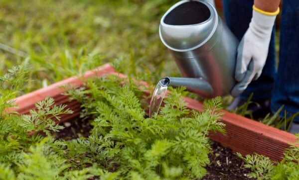 close-up-man-watering-plants-with-sprinkler-