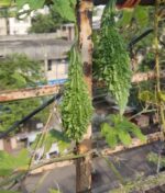 Terrace garden for Organic vegetables